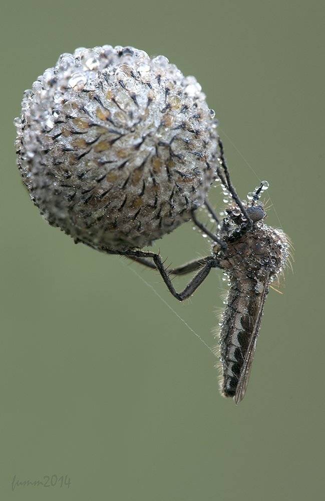 , Игорь ФУММ