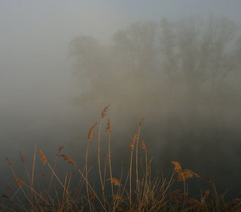 Осенняя икебана в весеннем туманеphoto preview