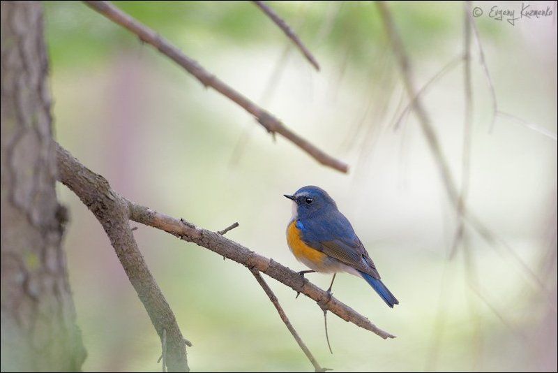 Сахалин, Синехвостка Синехвосткаphoto preview