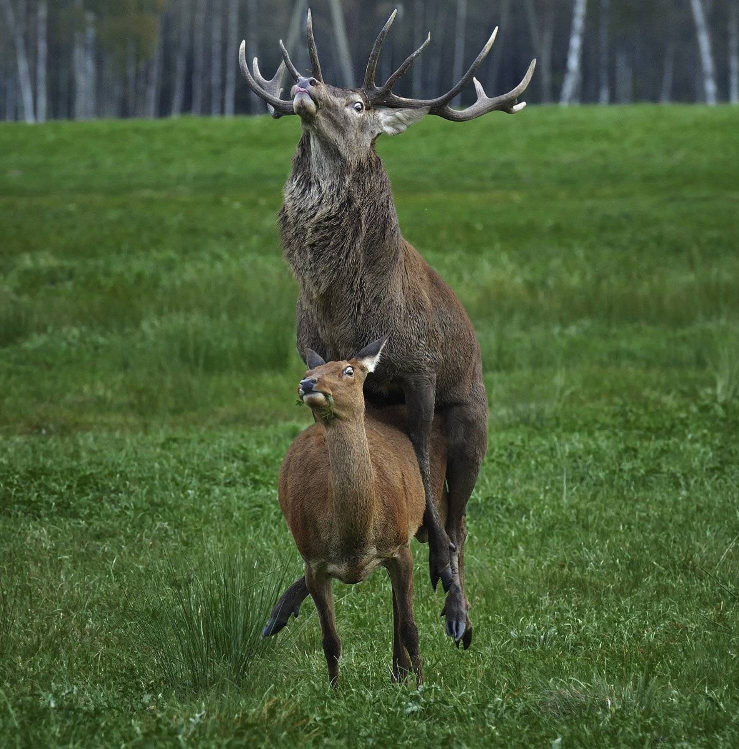 * * *. Автор: andris , andris