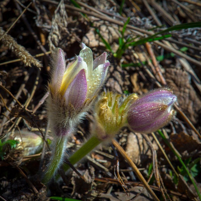 ПРОСТРЕЛ - СОН ТРАВЫphoto preview