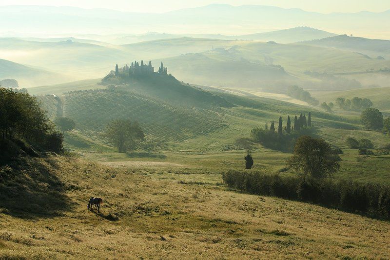 Horse on pasturephoto preview