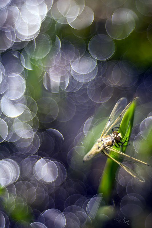 ... фото превью