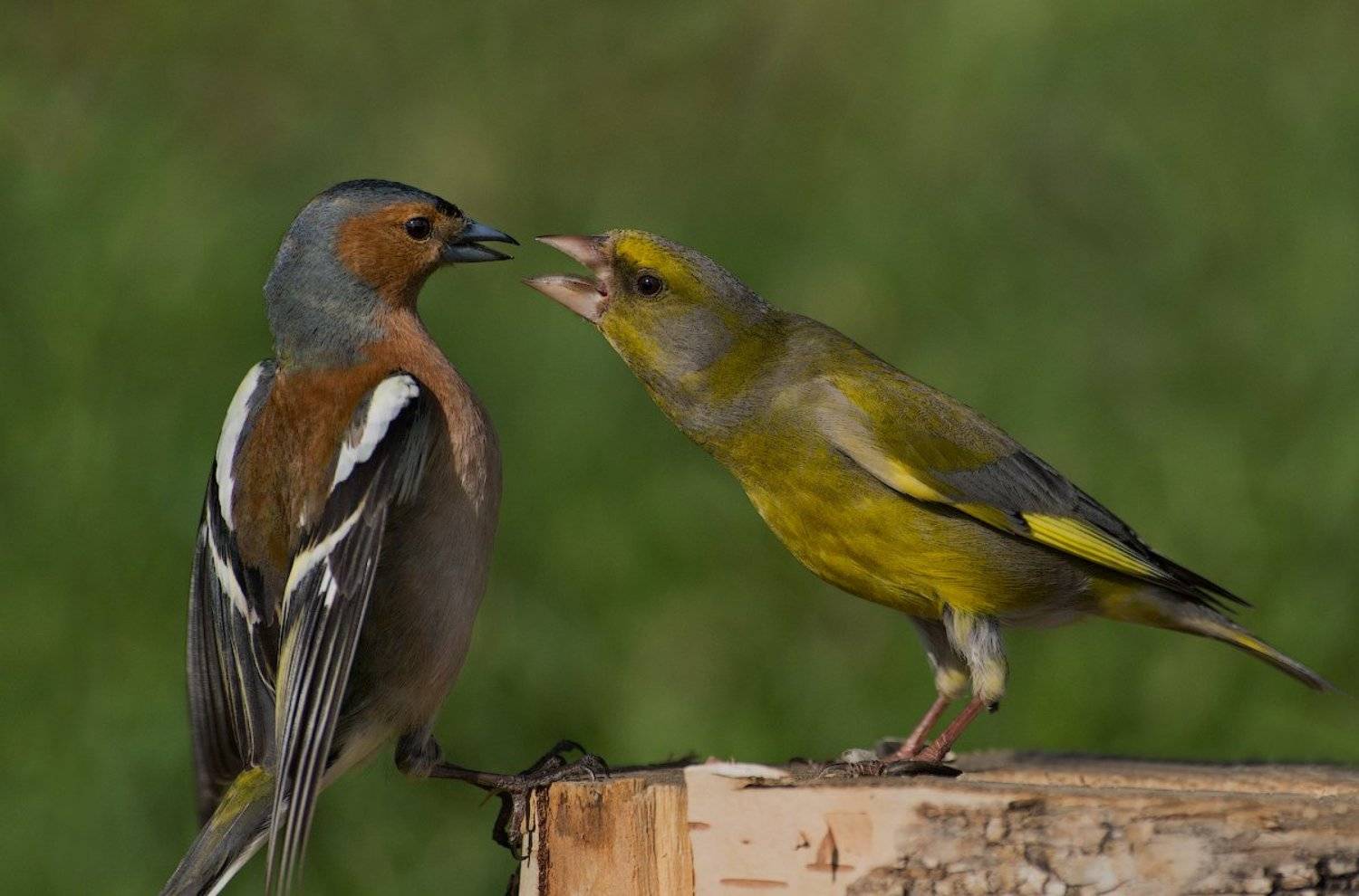 " А ну, дыхни!...". Автор: Ирина Фурашова , Ирина Фурашова
