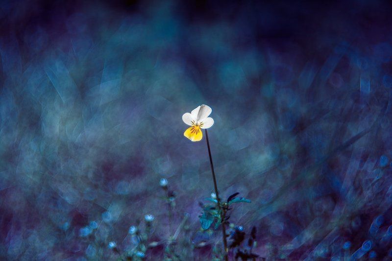 Viola arvensisphoto preview