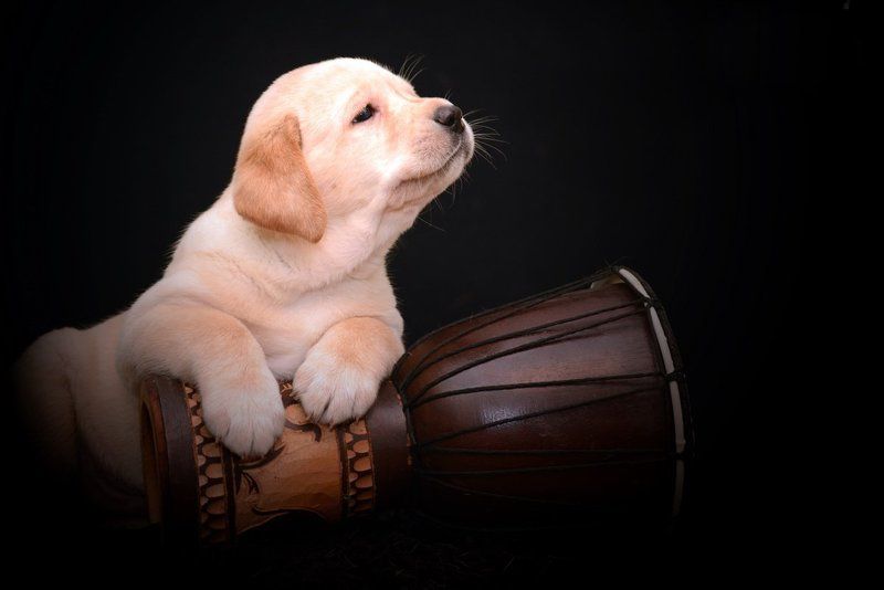 Автопортрет, Ангел, Девушка, Детский портрет, Жанровый портрет, Лабрадор, Макияж, Ноты, Портрет чернобелый, Принцесса, Студия, Фотошоп, Эмоции Разное-разное-приразноеphoto preview