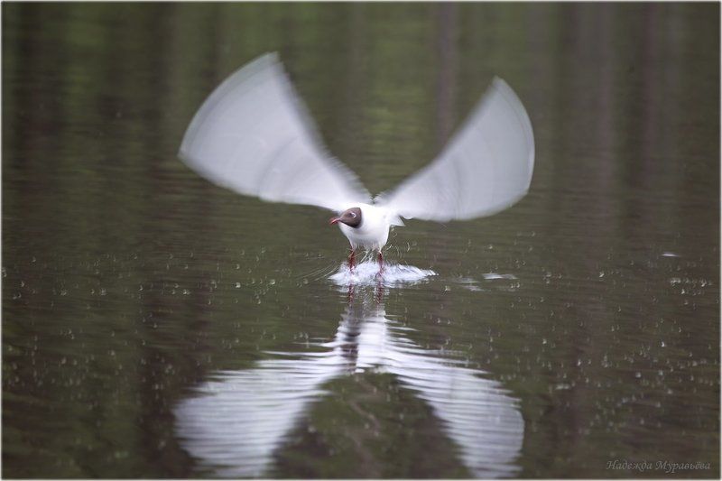 larus, larus, ridibundus, озёрная, чайка Festina Lentephoto preview