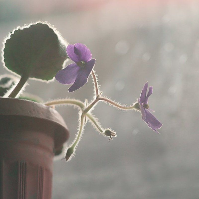 Floversphoto preview