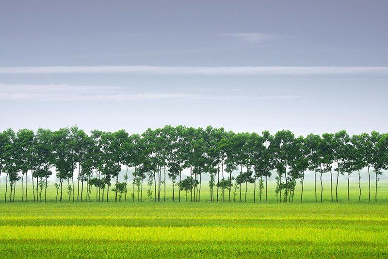 Lines on the fieldphoto preview