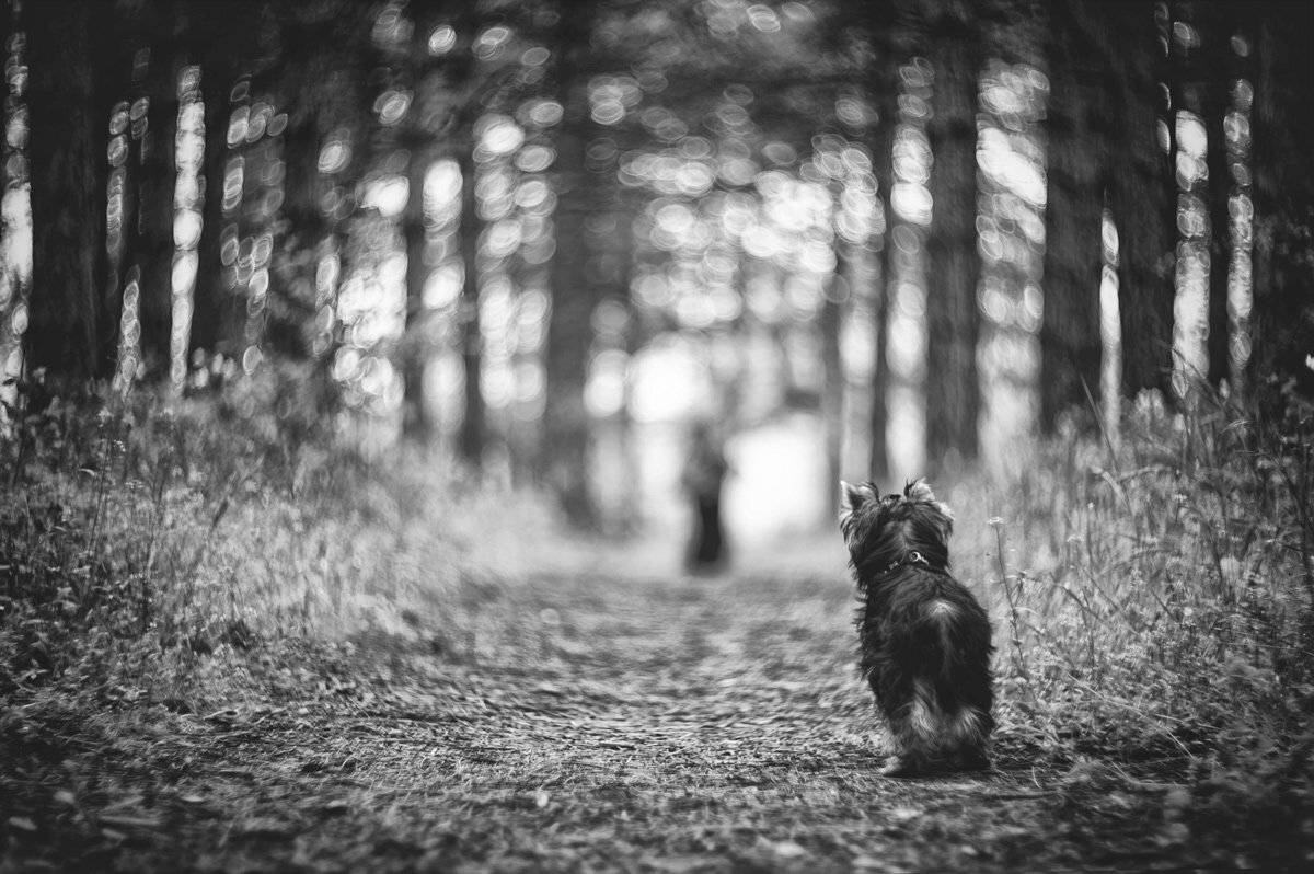 ...не уходи.... Автор: Татьяна Аверина , Татьяна Аверина