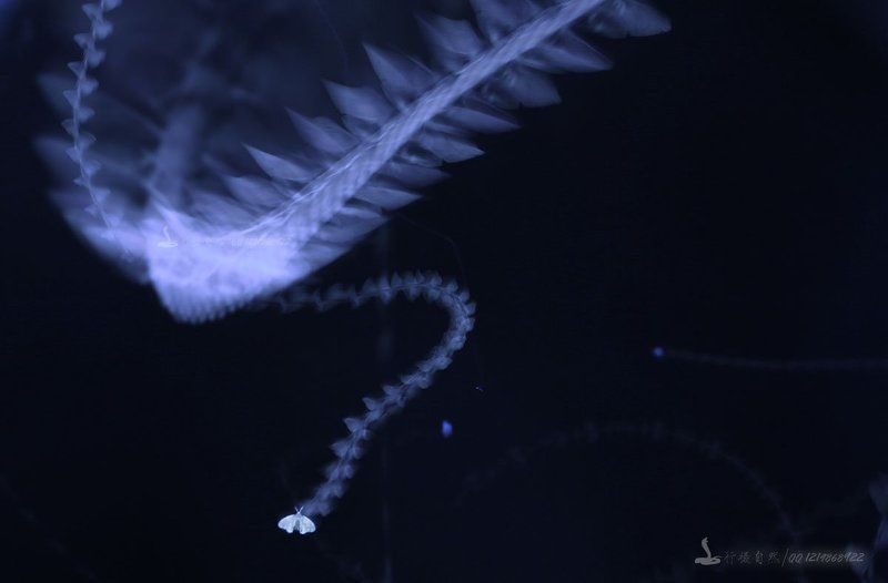 танецphoto preview