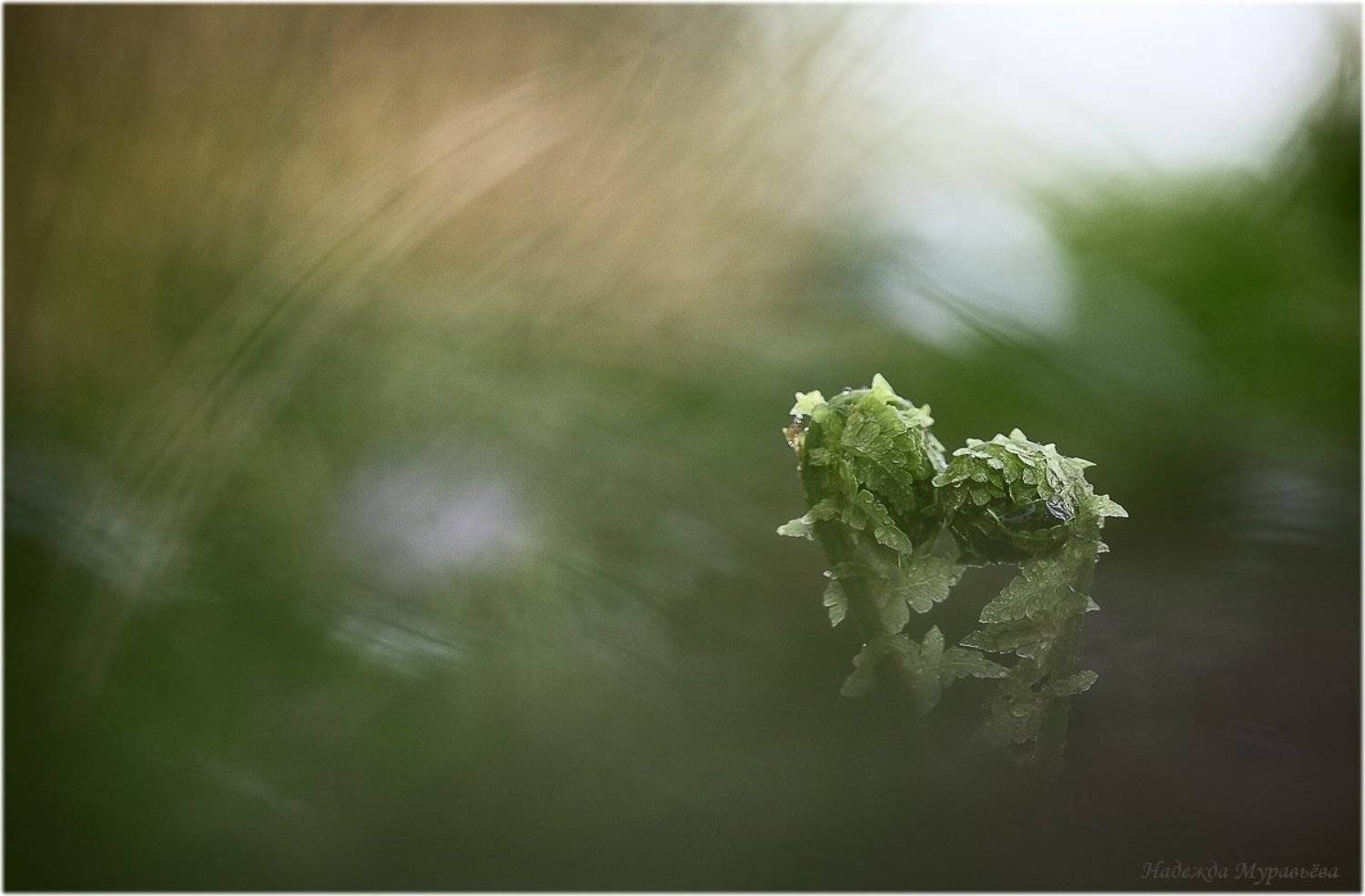 Тайное свидание. Автор: Надежда Муравьёва , Надежда Муравьёва