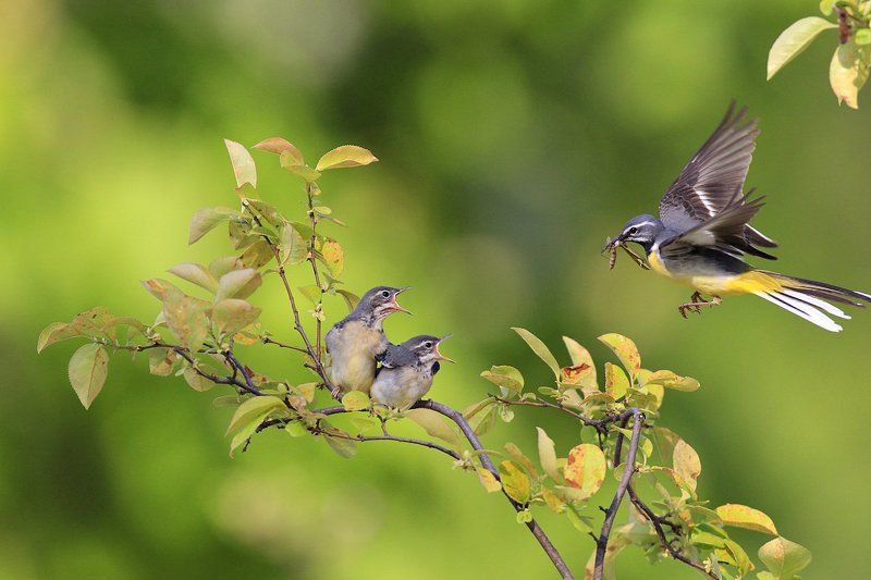 Broodingphoto preview