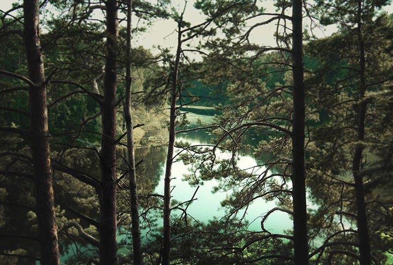 Волшебный лесphoto preview