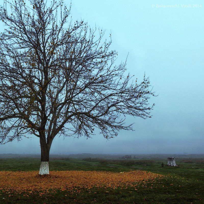 Bolucevschi, Moldova, Nature, Photo, Photographer Одиночествоphoto preview