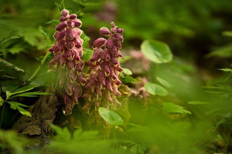 Восковые фигурыphoto preview