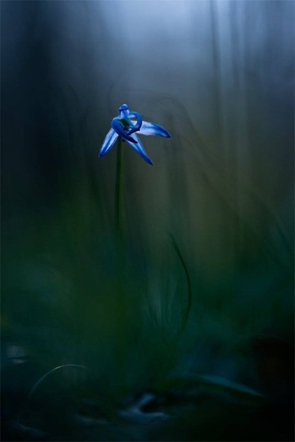 В прохладный день.... Автор: Геннадий Мещеряков Nikon D 800, Весна, Воронеж, Макро, Первоцвет, Подснежник, Природа, Пролесок, Прохлада, Свет, Цветок, Геннадий Мещеряков