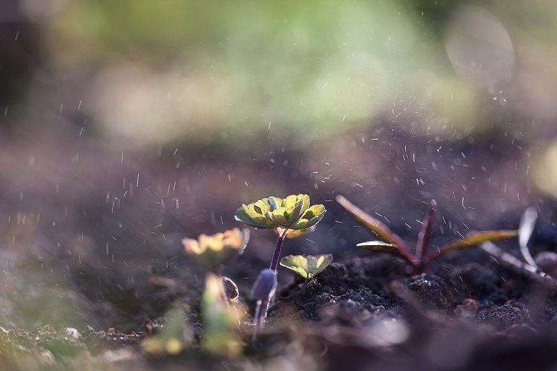 Маленький загородный привет.photo preview