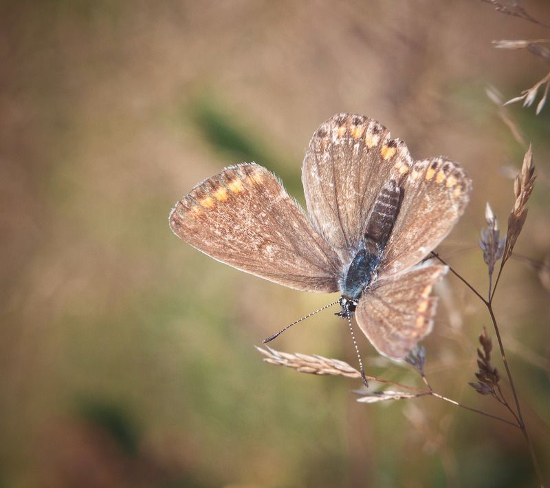 Бабочки, Макро Голубянка восточная (Plebejus subsolanus)photo preview
