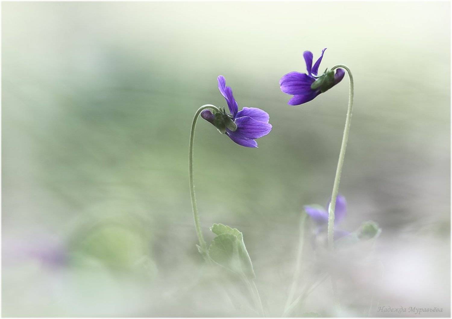 Фиалка, Надежда Муравьёва