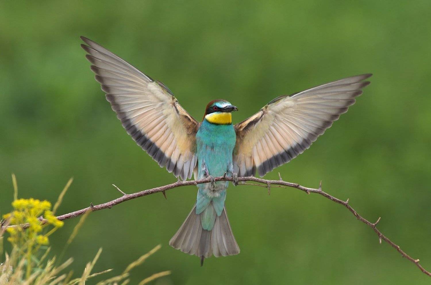 , Евгени Стефанов