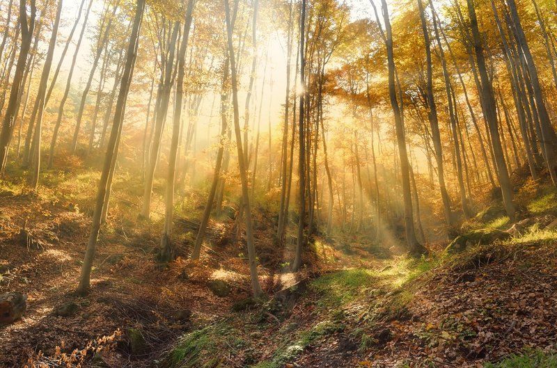 Сказка о любвиphoto preview