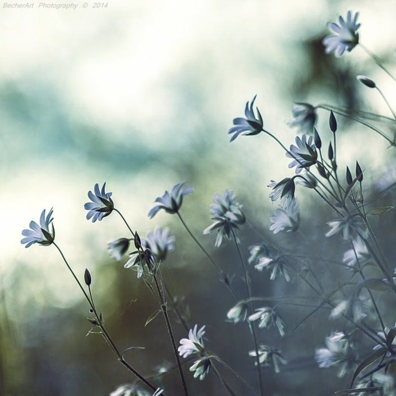 Lights Of Hope XIXphoto preview