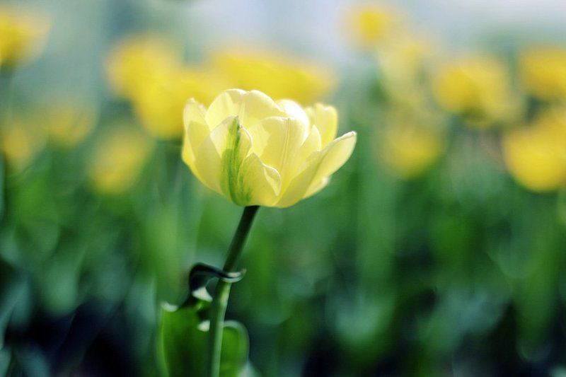 **** фото превью