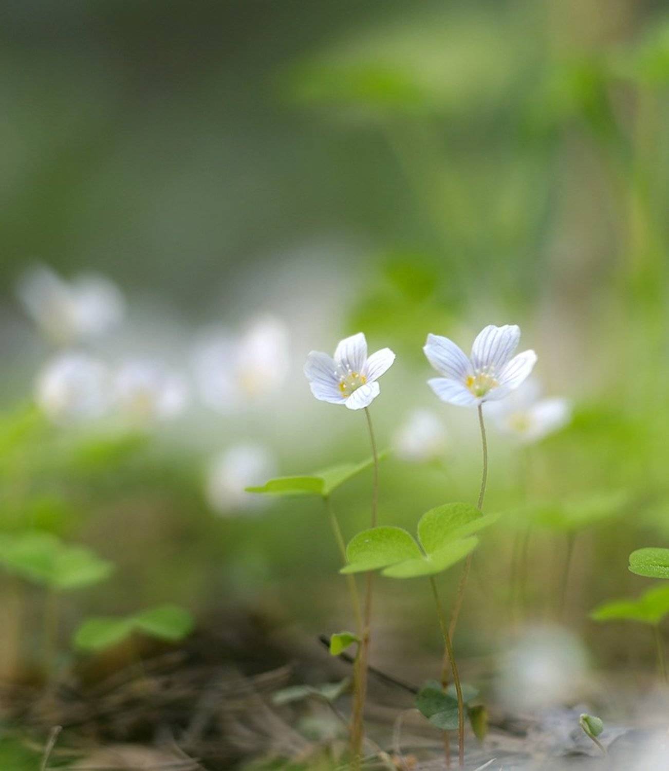 Балерины. Автор: Alexey Gnilenkov , Alexey Gnilenkov