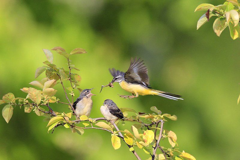 Broodingphoto preview