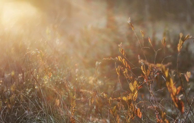 Рыжее утроphoto preview