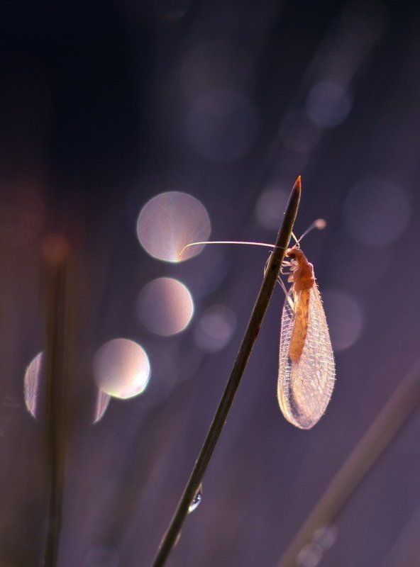 Игра света.photo preview