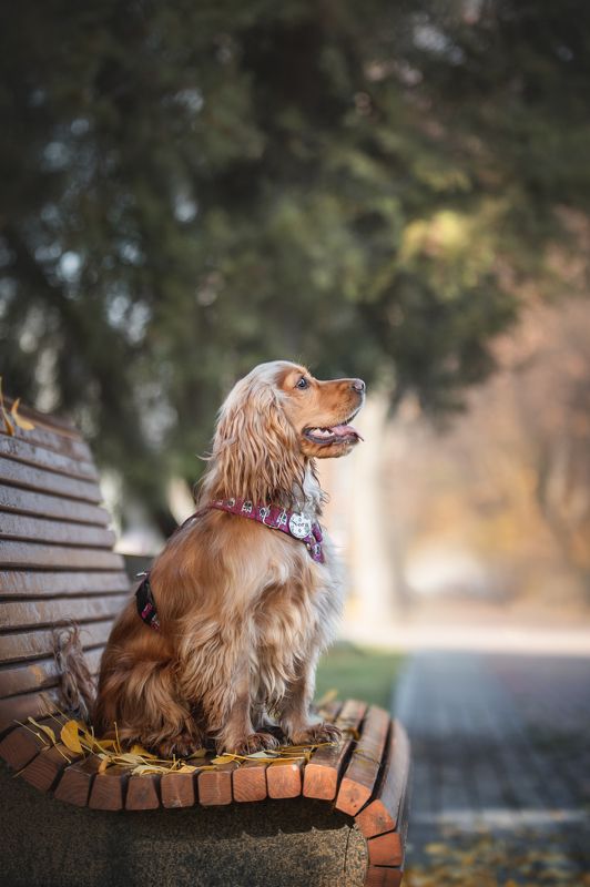 Спаниель Нориphoto preview