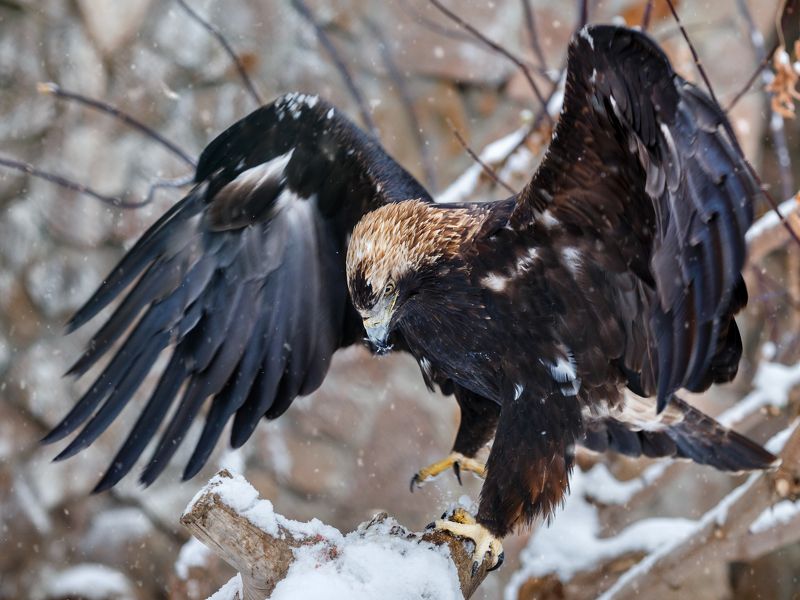 Орел могильникphoto preview