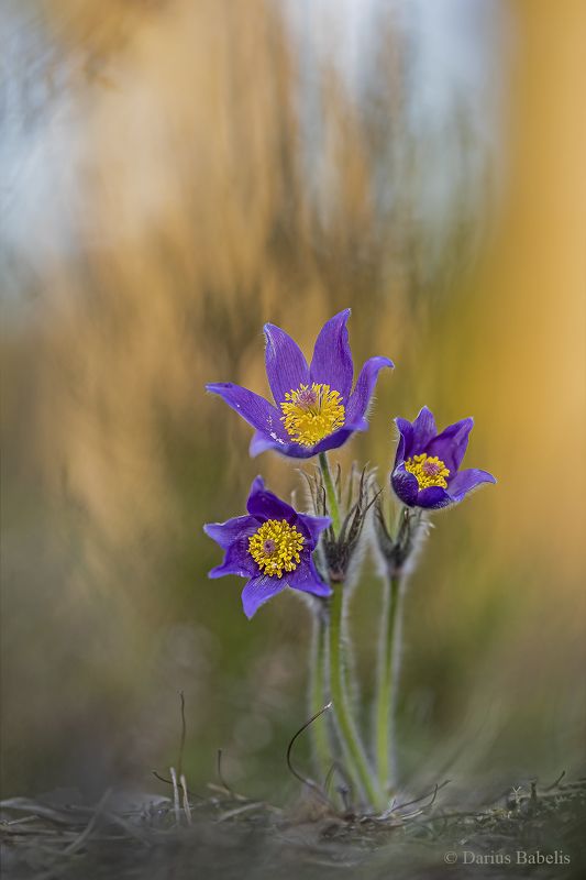 Сон-траваphoto preview