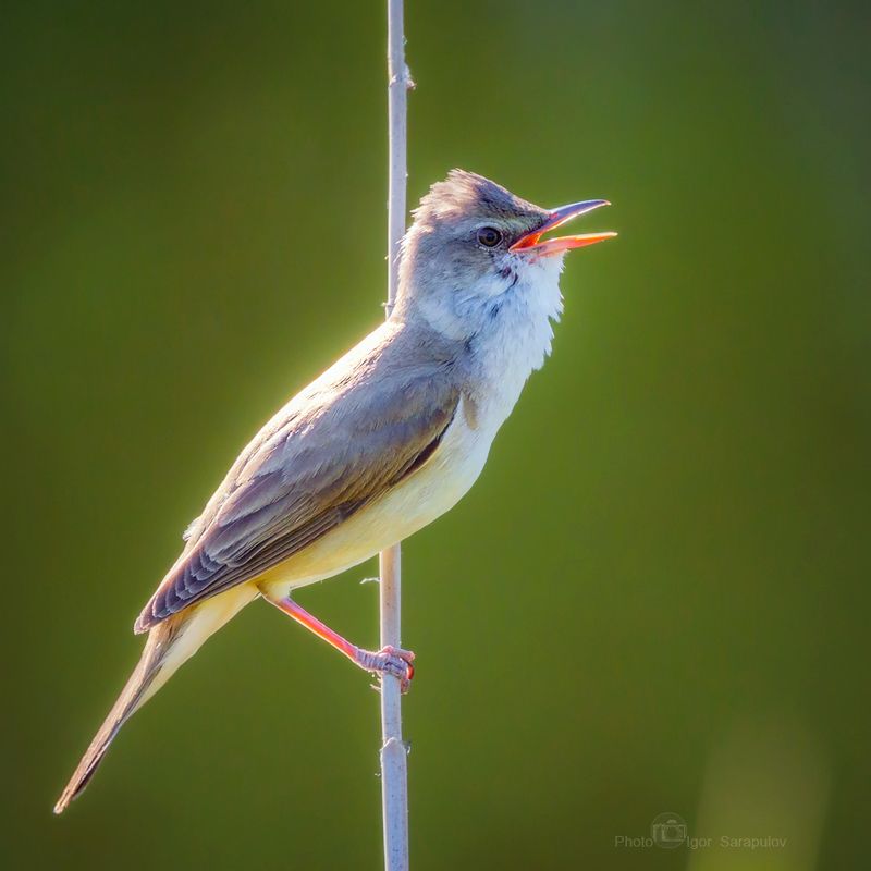 камышовка, acrocephalus dumetorum, клюв, высокая нота,  пение птиц, озеро, пение, птица, фотоохота Ария от камышовкиphoto preview