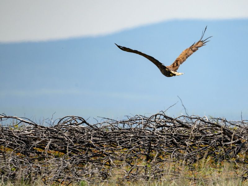 Полет над горелым стланникомphoto preview
