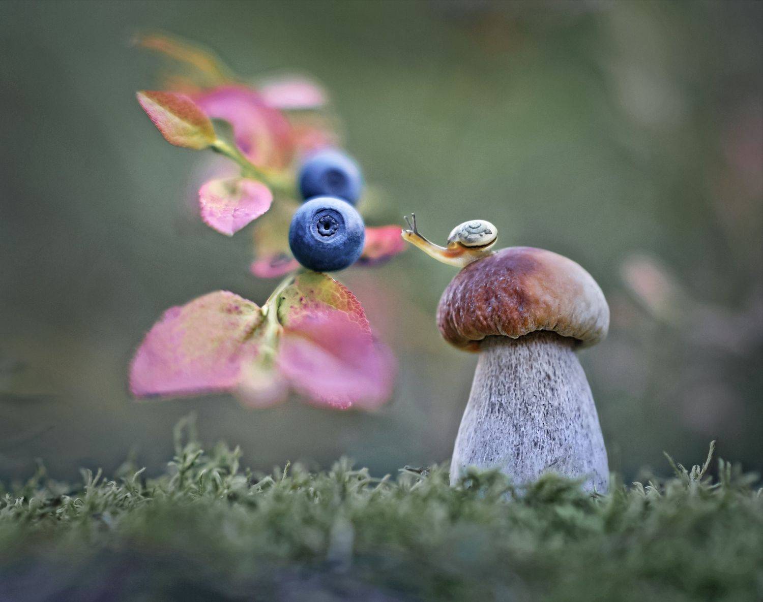 боровик, природа, улитка, черника, Александр Гвоздь