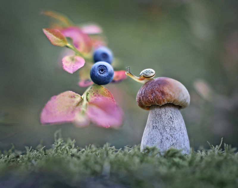 боровик, природа, улитка, черника За черникой... фото превью