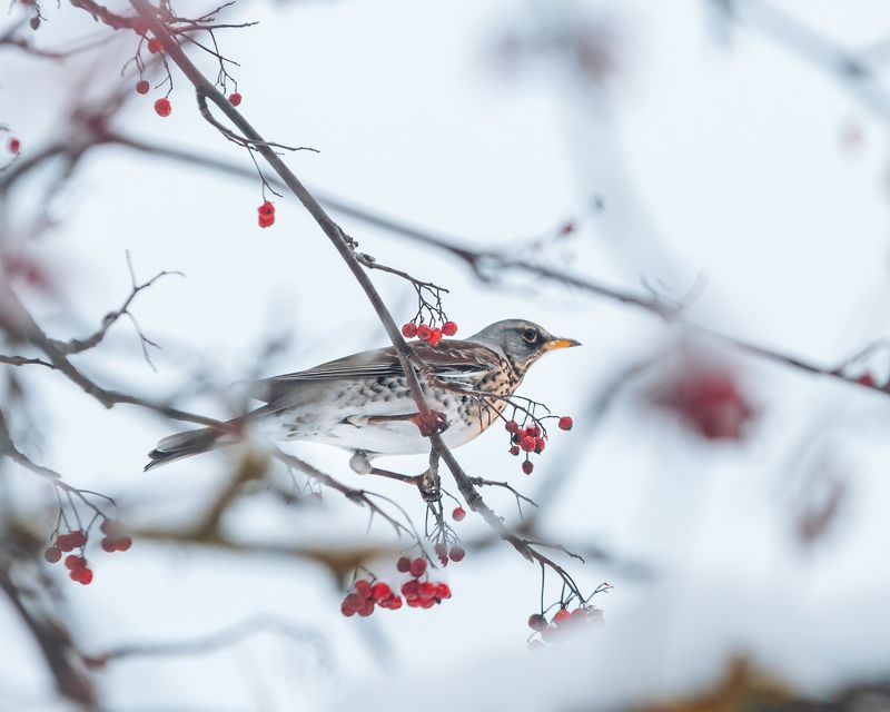 птицы, природа, пернатые Дроздphoto preview