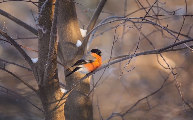 птица, снегирь, самец, луч солнца, В ожидании весны.. фото превью
