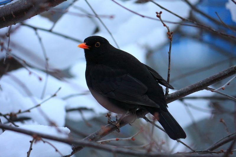 чёрный, дрозд, птицы Чёрный дроздphoto preview