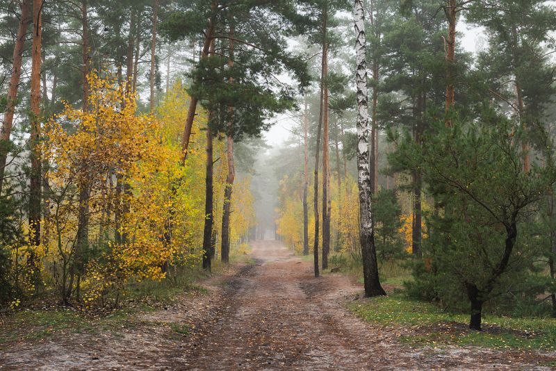 лес осень октябрь туман тропа Середина осени, благодатьphoto preview