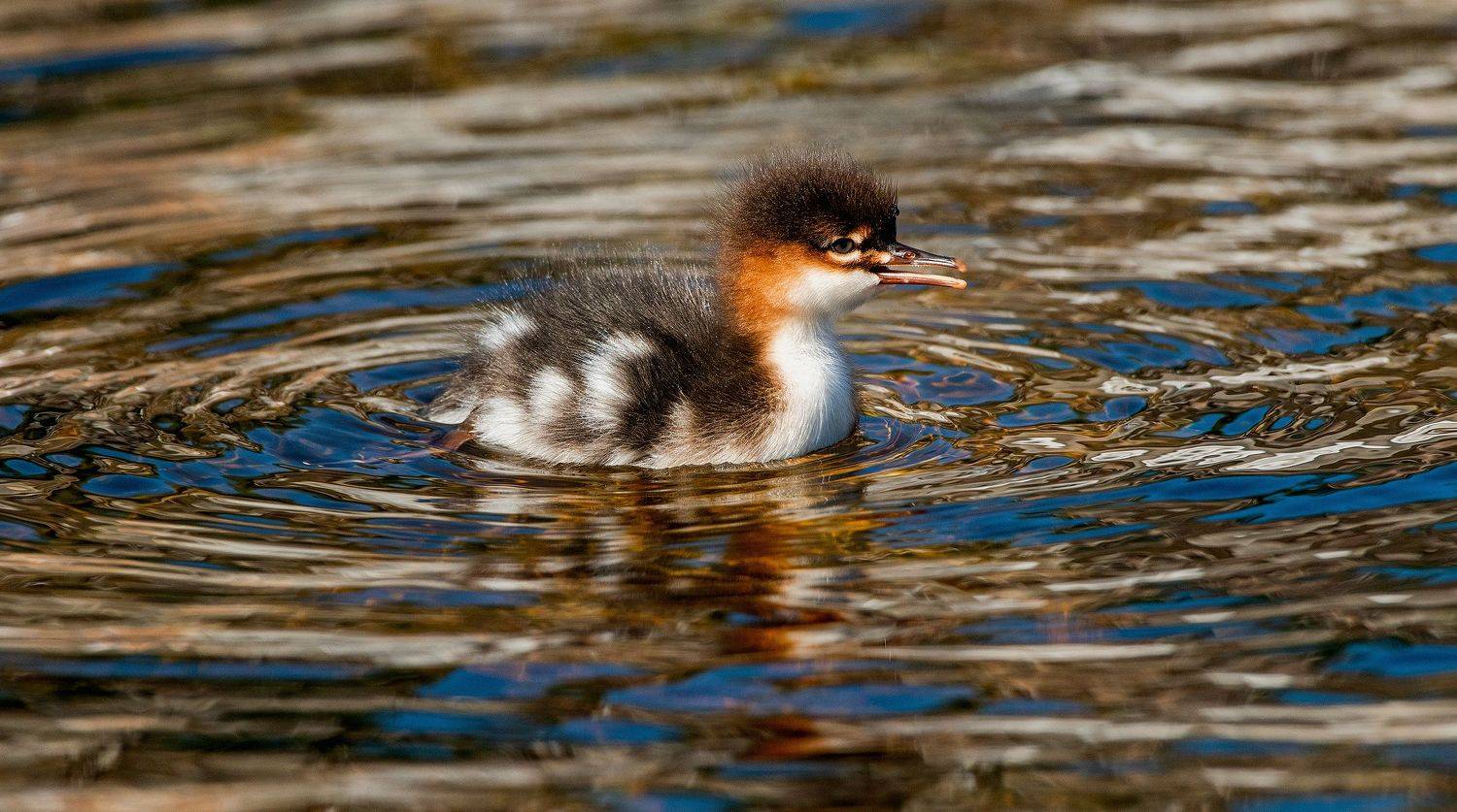 red-breasted, merganser, Mergus, serrator, chick, birds, duck,nature, reflection, water , Сергей Урядников