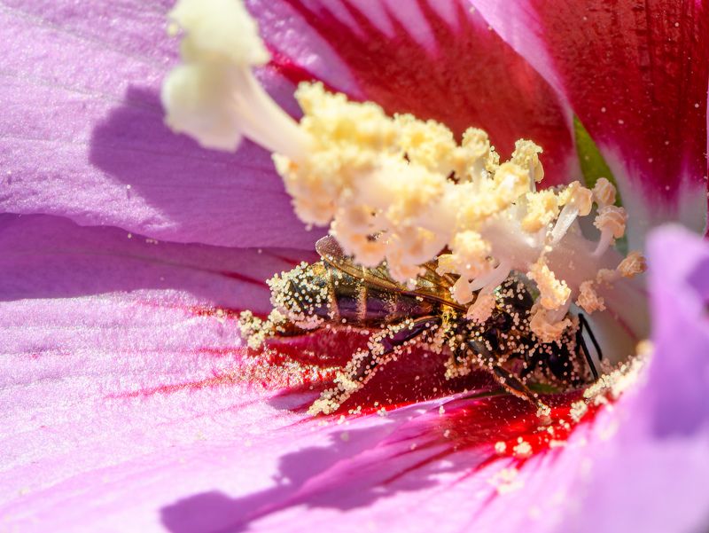 Pollen minerphoto preview