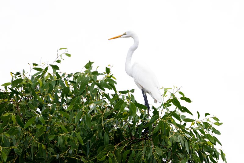 Green and Whitephoto preview