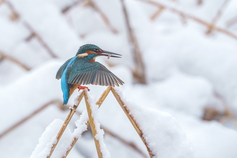 Kingfisher....photo preview