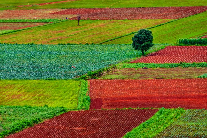 Colorful plantationphoto preview