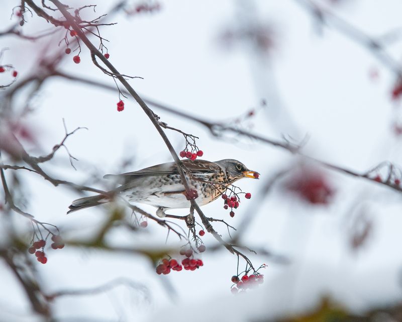 птицы, пернатые, природа Перерыв на обедphoto preview