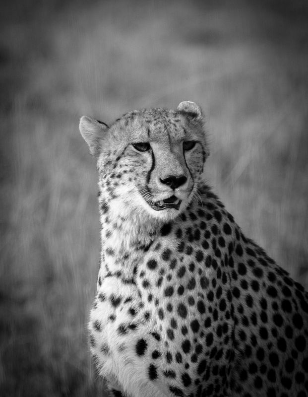 Cheetah, africa, kenya, masai mara, cats, big cats Cheetahphoto preview